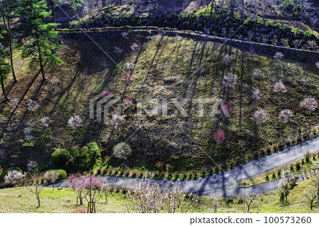 Yoshino Umekyo, Ome City, Tokyo Revival of Plum Festival 100573260