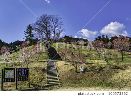 Yoshino Umekyo,東京青梅市梅花節的複興 Yoshino Umekyo,東京青梅市梅花節的複興 100573262