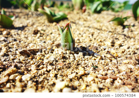 Tulip Tulip 100574384