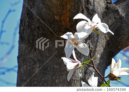 Kobushi(辣) Kobushi(辣) 100574390