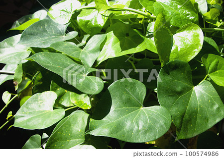 Heart-shaped, Green Leaves of Giloy 100574986