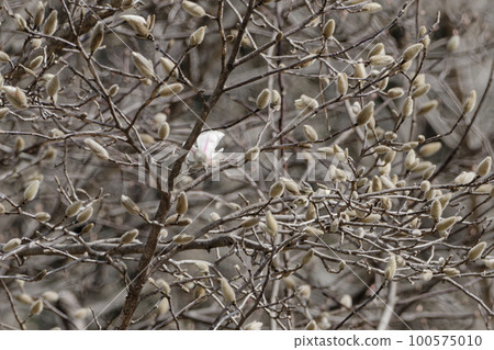 Flowering of magnoliaceae Shini 100575010
