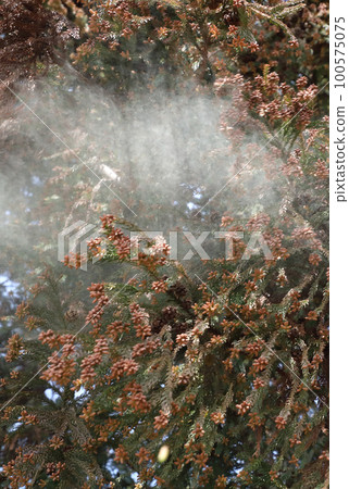 Cedar pollen scattering Cedar pollen scattering 100575075