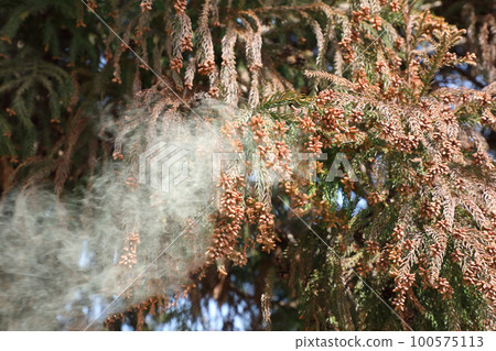 雪松花粉散佈 雪松花粉散佈 100575113