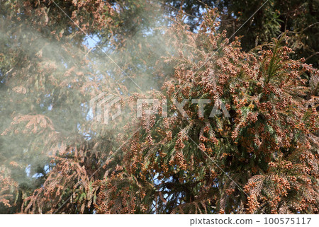 Cedar pollen scattering 100575117