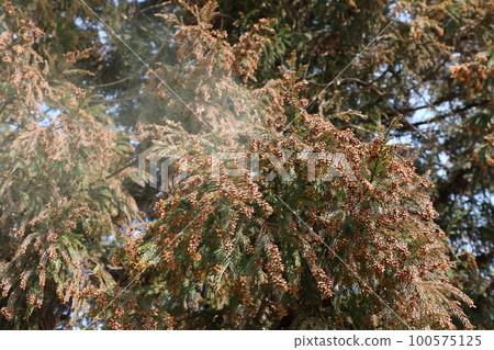 Cedar pollen scattering Cedar pollen scattering 100575125
