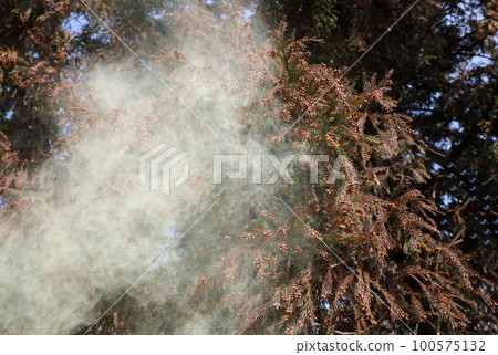Cedar pollen scattering 100575132