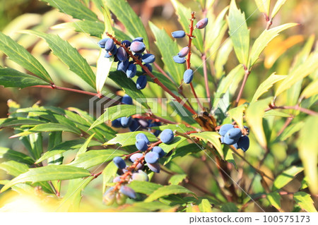 Thin-leaved holly Nanten with black fruit Thin-leaved holly Nanten with black fruit 100575173