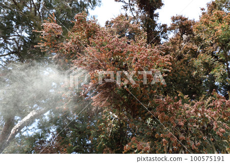 Cedar pollen scattering Cedar pollen scattering 100575191