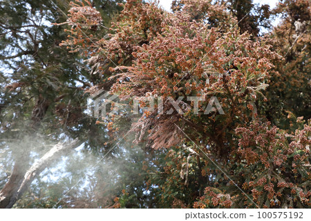 Cedar pollen scattering Cedar pollen scattering 100575192