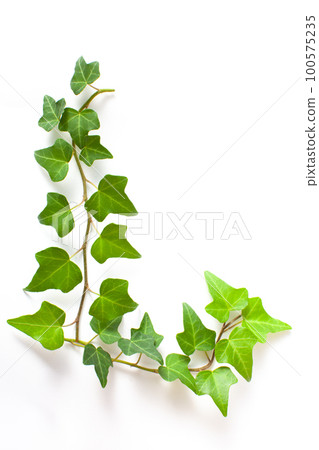 ivy, foliage, leaf 100575235