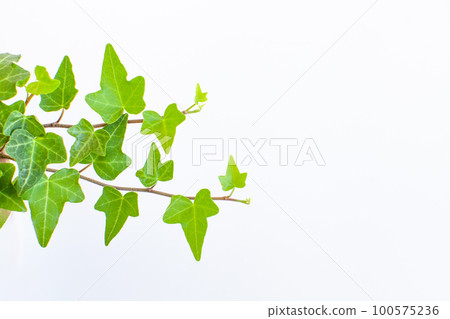 ivy, foliage, leaf 100575236