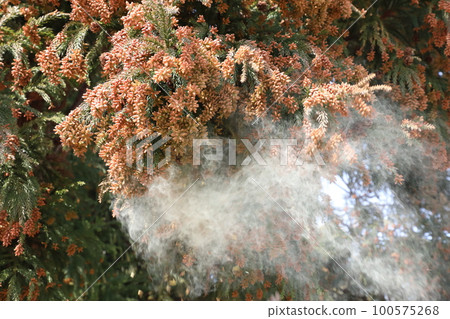 Cedar pollen scattering Cedar pollen scattering 100575268