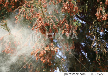 雪松花粉散佈 雪松花粉散佈 100575276