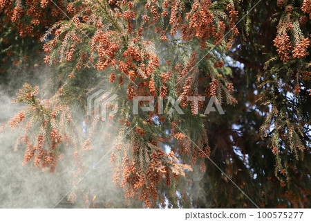 Cedar pollen scattering Cedar pollen scattering 100575277
