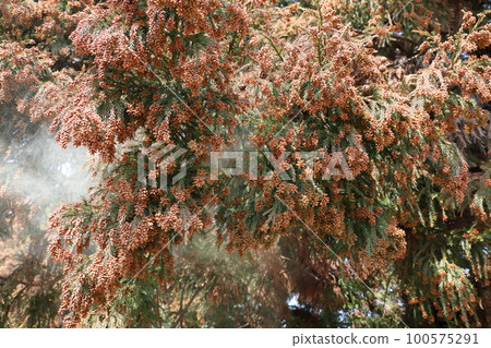 Cedar pollen scattering Cedar pollen scattering 100575291