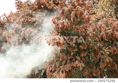 Cedar pollen scattering Cedar pollen scattering 100575298