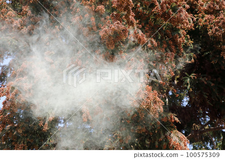 Cedar pollen scattering 100575309