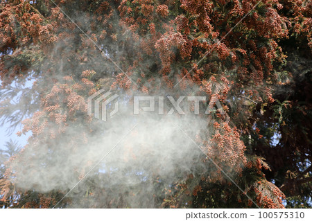 Cedar pollen scattering 100575310