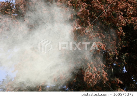 Cedar pollen scattering Cedar pollen scattering 100575372