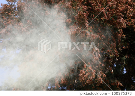 Cedar pollen scattering Cedar pollen scattering 100575373