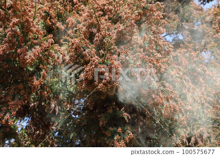 雪松花粉散佈 雪松花粉散佈 100575677