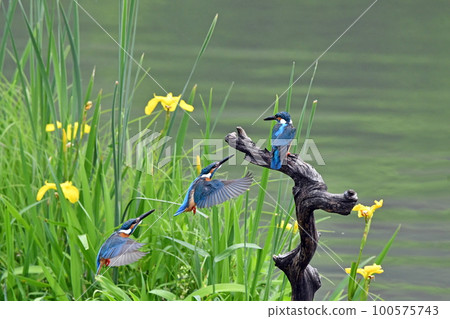 The moment when a kingfisher stops on a perch. (Synthesis) 100575743