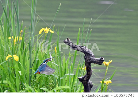 A kingfisher returns to its perch after catching food. 100575745
