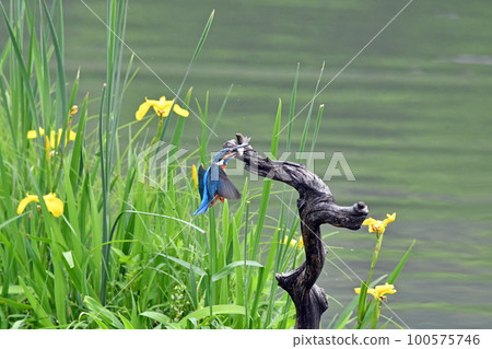 A kingfisher returns to its perch after catching food. 100575746
