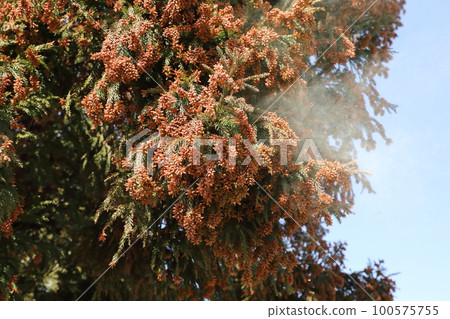 Cedar pollen scattering 100575755