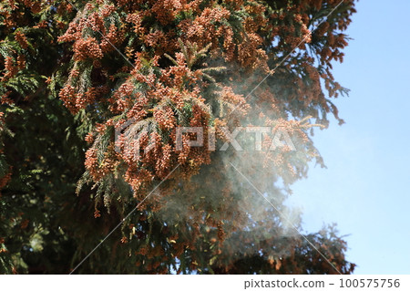 Cedar pollen scattering Cedar pollen scattering 100575756