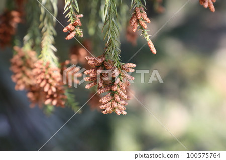 Cedar pollen scattering Cedar pollen scattering 100575764