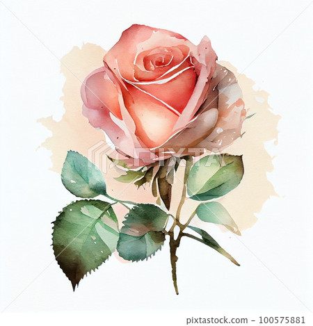 Watercolor Rosebud Isolated on White. Hand Draw Illustrations