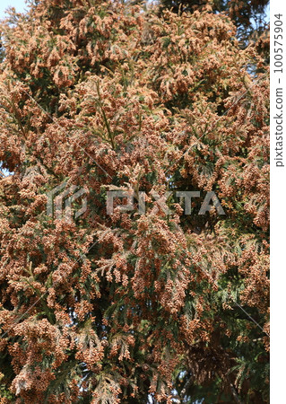 Sugi pollen Sugi pollen 100575904