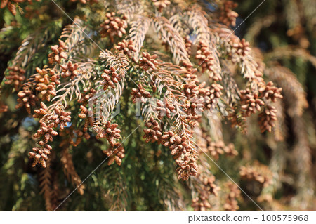 Sugi pollen Sugi pollen 100575968