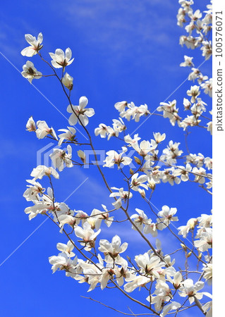 Kobushi flowers blooming in the blue sky 100576071