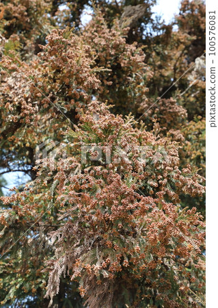 Sugi pollen Sugi pollen 100576081