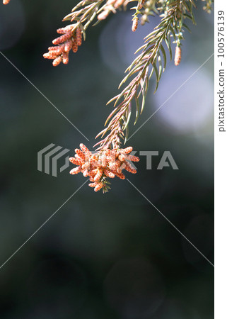 Sugi pollen Sugi pollen 100576139