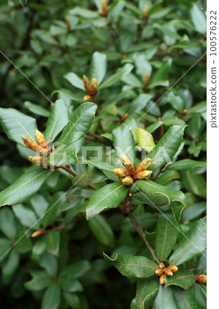 Quercus phillyraeoides apical bud 100576222