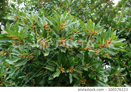 Bayberry male flower buds Bayberry male flower buds 100576223