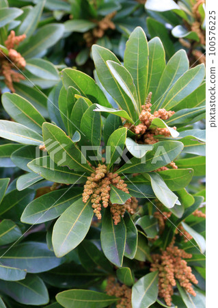 楊梅雄花蕾 楊梅雄花蕾 100576225