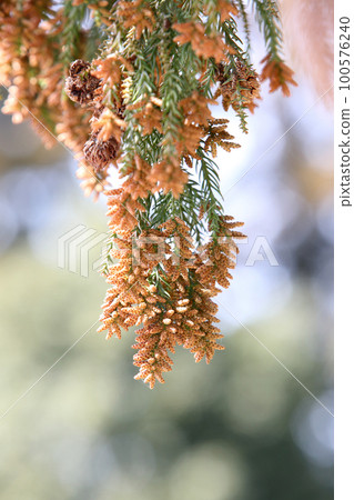 Sugi pollen Sugi pollen 100576240