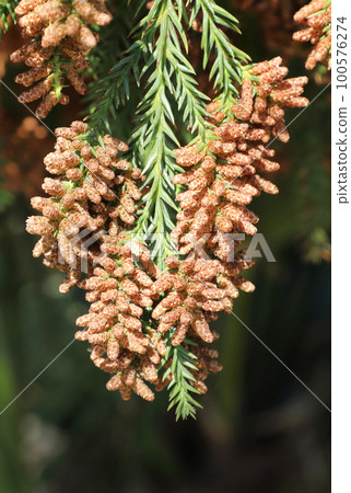 Sugi pollen 100576274