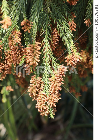 Sugi pollen 100576291