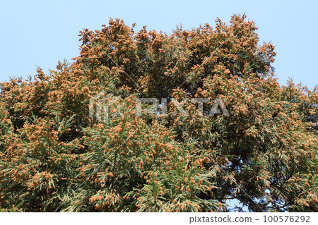 Sugi pollen Sugi pollen 100576292