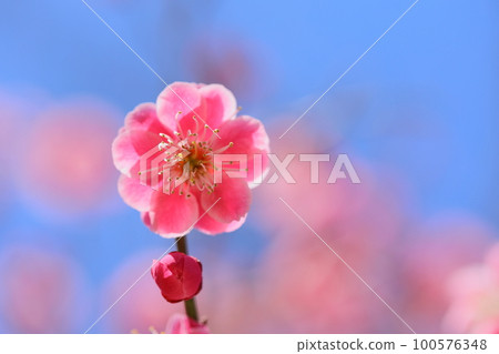 重瓣紅梅特寫【藍天背景】【盛開】 100576348