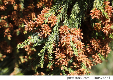 Sugi pollen Sugi pollen 100576351