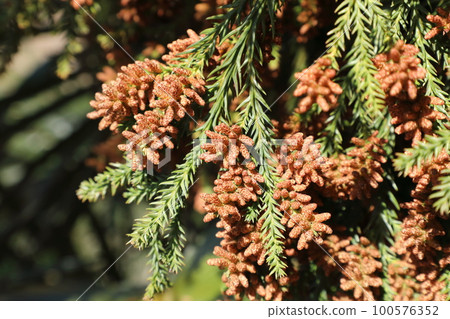 杉花粉 杉花粉 100576352