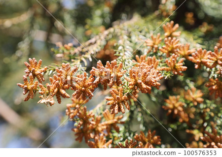 Sugi pollen Sugi pollen 100576353