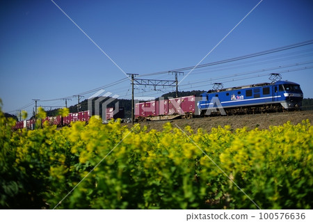 Freight train towed by EF210 running on Omi Road where rape blossoms bloom (Tokaido Main Line Azuchi - Notogawa, March 2023) 100576636